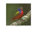9738 painted bunting